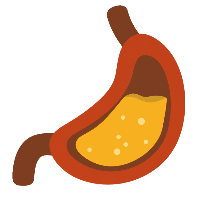정상인의 위(Stomach)