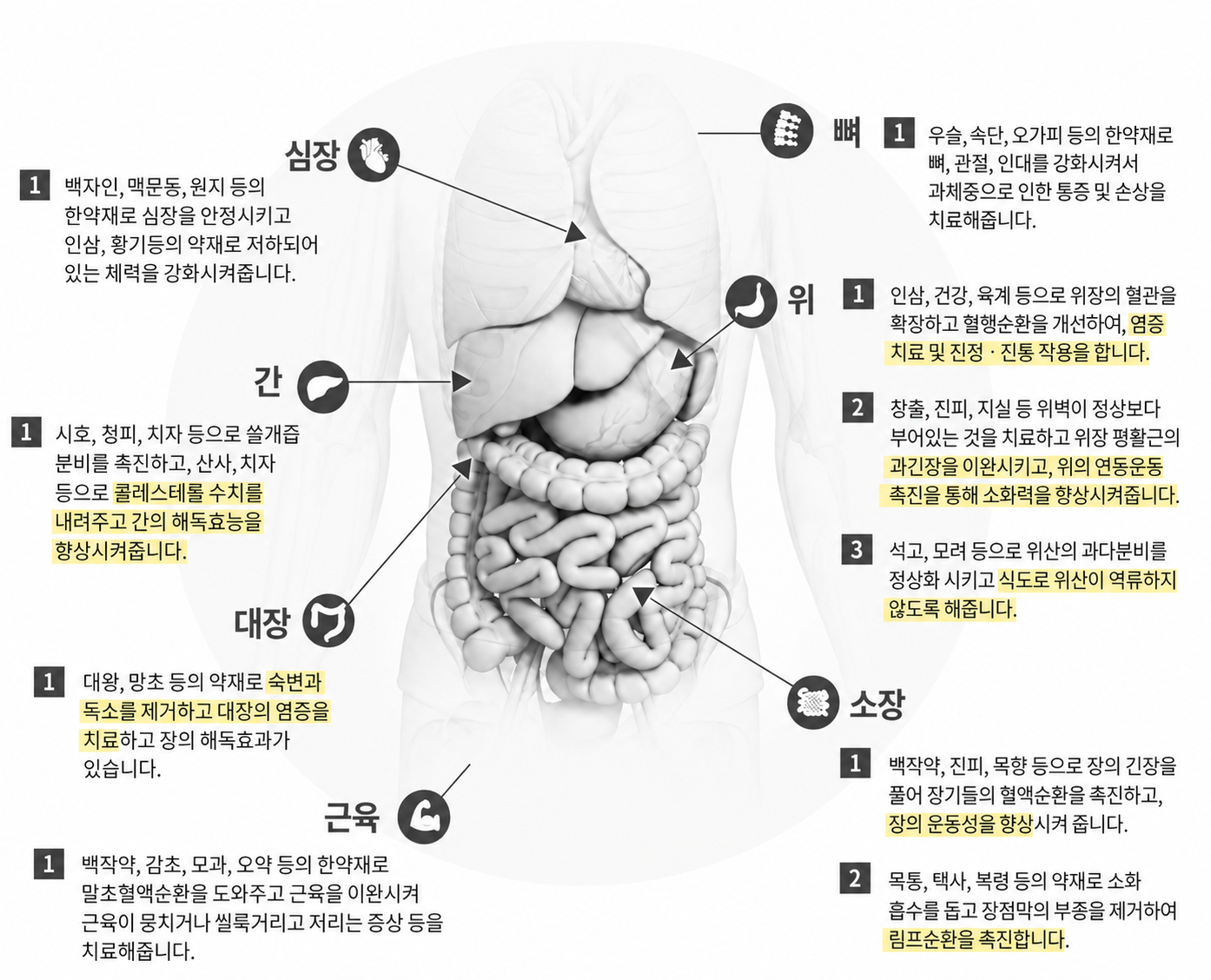 고도비만 한약재 치료 기전 인체 해부도